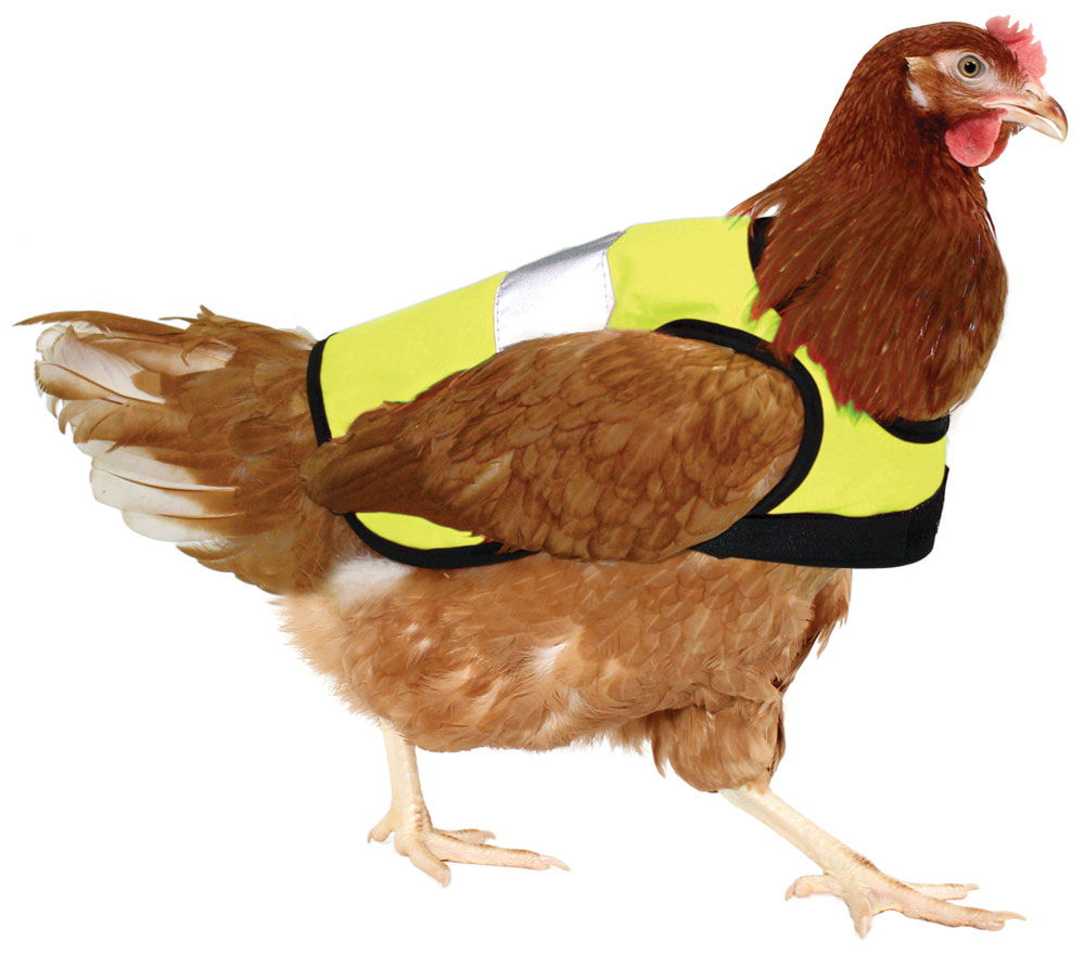 Chicken_hi_vis_jacket_yellow_chicken.jpg
